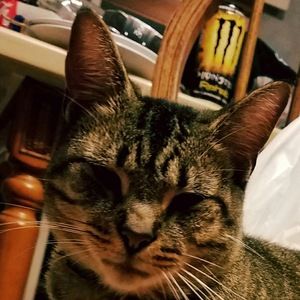 Meet your Posher, Jayleaf